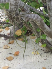 Trichocentrum ascendens