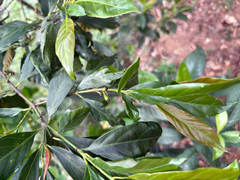 (c) 黃美滿, some rights reserved (CC BY) Aidia cochinchinensis, photograph (c) 黃美滿, some rights reserved (CC BY)