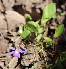 Viola hirta