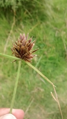 Cyperus niger