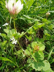 Trifolium clypeatum