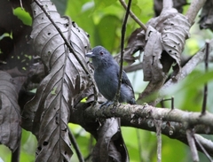 Thamnophilus schistaceus