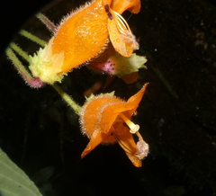 Columnea strigosa
