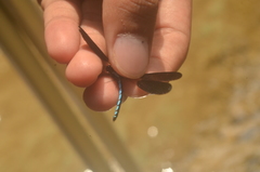 Rhinocypha frontalis