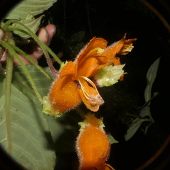 Columnea strigosa