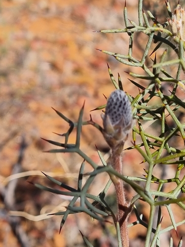 Grevillea paradoxa, photograph 1