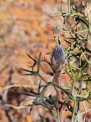 Grevillea paradoxa
