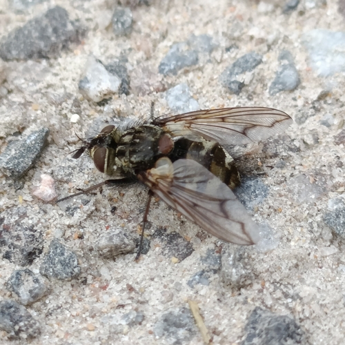 Bothria subalpina