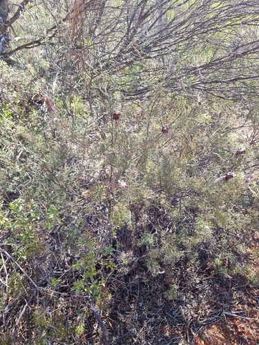 Grevillea paradoxa, photograph 5