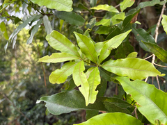 Lithocarpus hancei, photograph (c) 黃美滿, some rights reserved (CC BY)