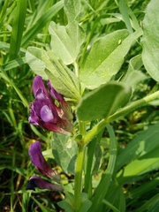 Vicia narbonensis