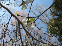 Magnolia kobus
