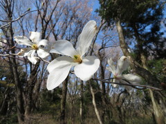 Magnolia kobus