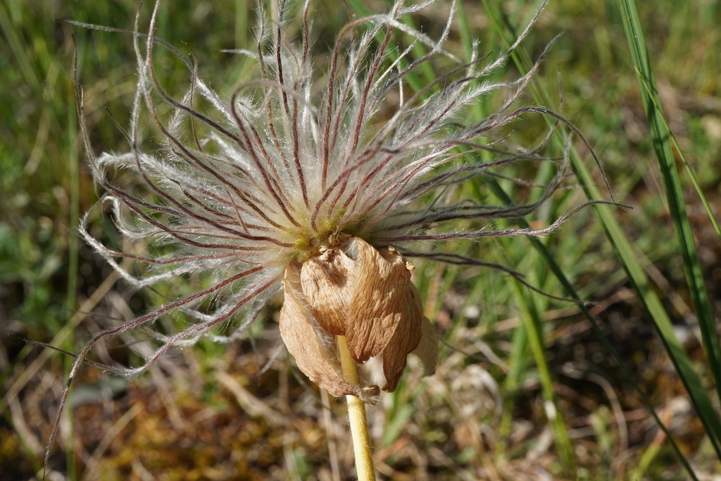 Pulsatilla grandis; photograph (c) Patrick Hacker, some rights reserved (CC BY)