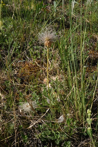 Pulsatilla grandis, photograph 4
