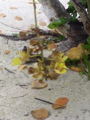 Trichocentrum ascendens