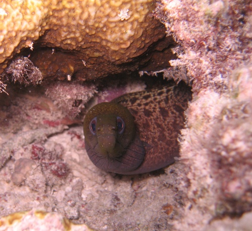 Undulated Moray — seen at this dive site