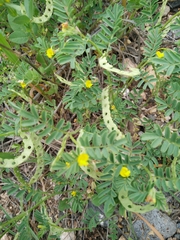 Hippocrepis unisiliquosa