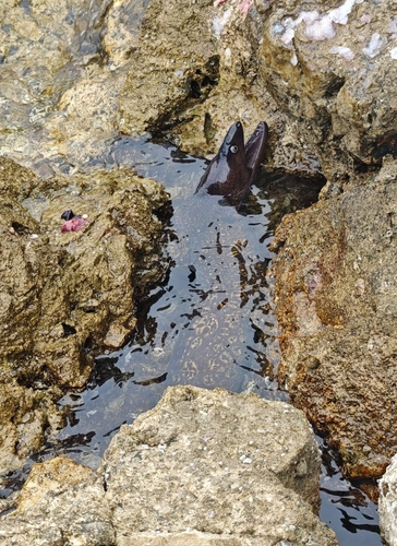Muraena helena
