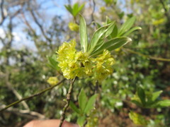 Lindera umbellata