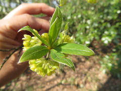 Lindera umbellata
