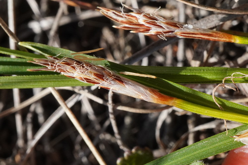 Carex humilis, photograph 4