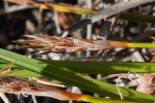 Carex humilis, photograph 3