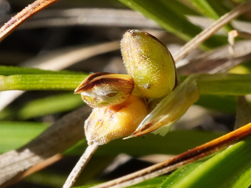 Carex humilis, photograph 6