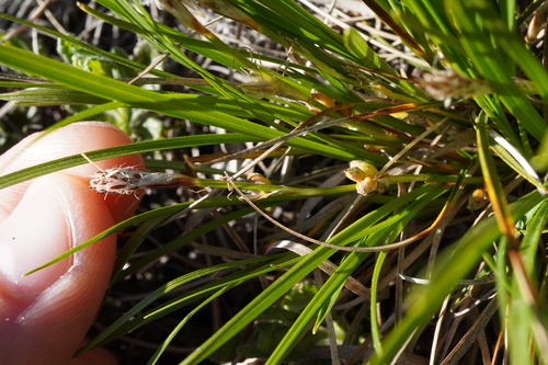 Carex humilis, photograph 5