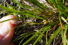 Carex humilis, photograph (c) Patrick Hacker, some rights reserved (CC BY)
