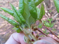 Rhododendron wadanum