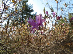 Rhododendron wadanum