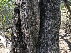 Bridelia leichhardtii