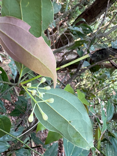 Cinnamomum osmophloeum, photograph 4
