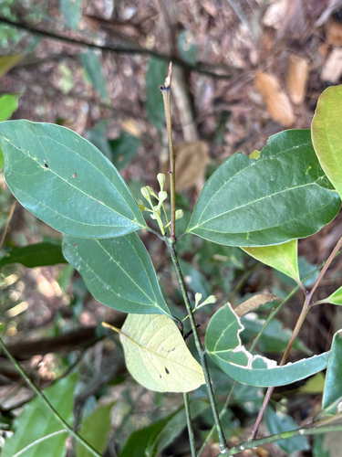 Turougwi (Cinnamomum osmophloeum)