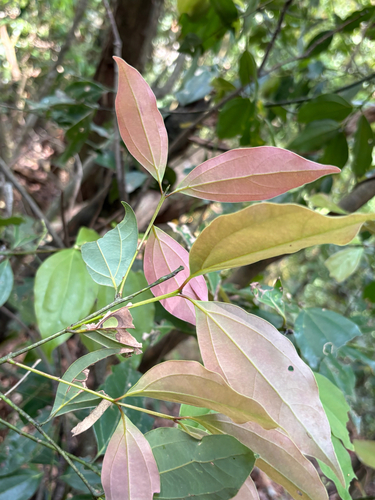 Cinnamomum osmophloeum, photograph 5