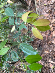 Cinnamomum osmophloeum, photograph (c) 黃美滿, some rights reserved (CC BY)