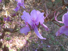 Rhododendron wadanum