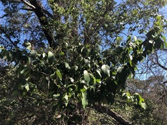 Bridelia leichhardtii