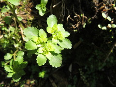 Chrysosplenium grayanum