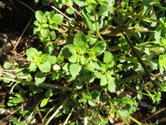 Chrysosplenium grayanum