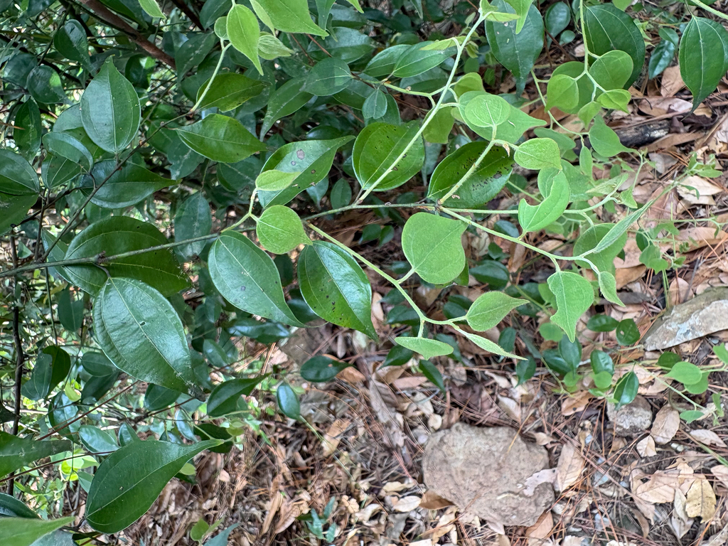 Lindera aggregata; photograph (c) 黃美滿, some rights reserved (CC BY)