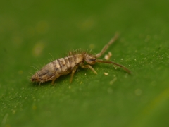 Entomobrya intermedia