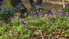 Cardamine glanduligera