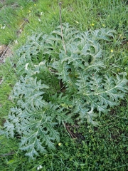 Cynara syriaca