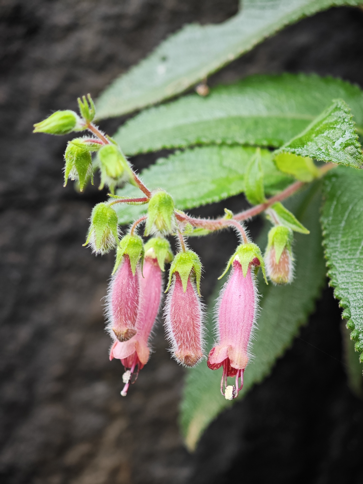Sinningia sellovii