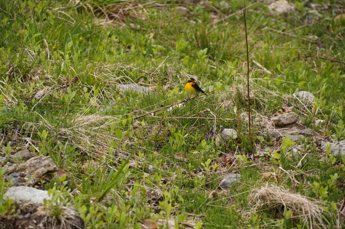 Narcissus Flycatcher
