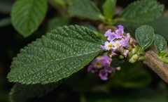 Lippia alba