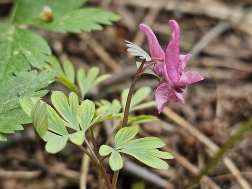 Corydalis solida