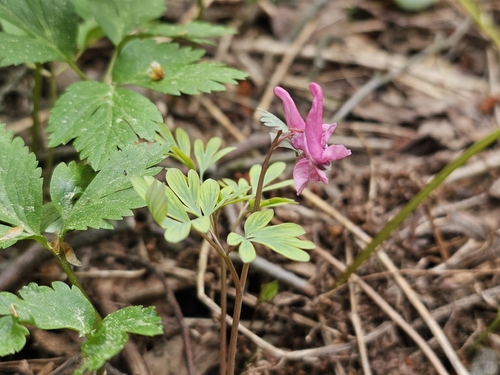 Corydalis solida